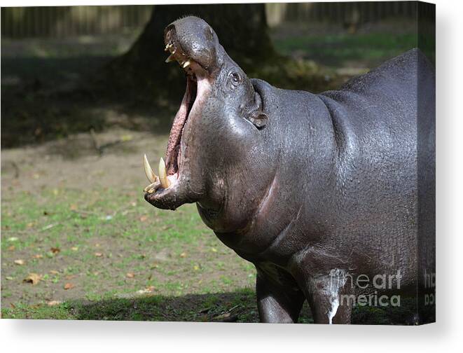 Pygmy-hippo Canvas Print featuring the photograph Pygmy Hippo with Large Pointed Tusks in His Mouth by DejaVu Designs