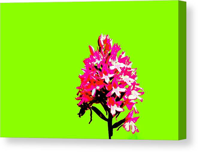 Flowers Canvas Print featuring the photograph Green Pyramid Orchid by Richard Patmore