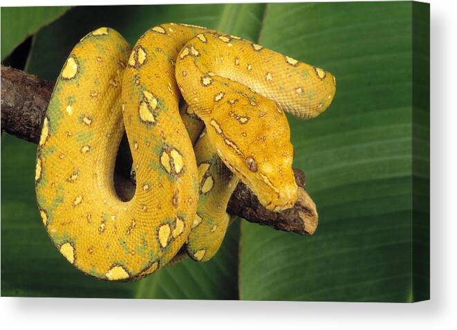 Python Canvas Print featuring the photograph Python by Mariel Mcmeeking