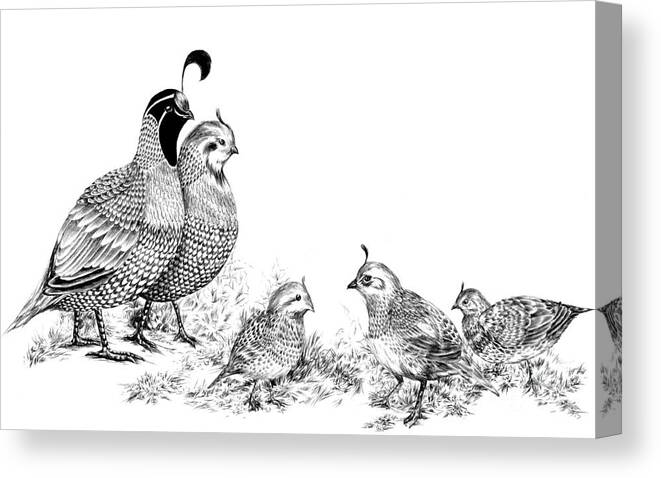 Quail Canvas Print featuring the drawing Quail Family Outing by Alice Chen