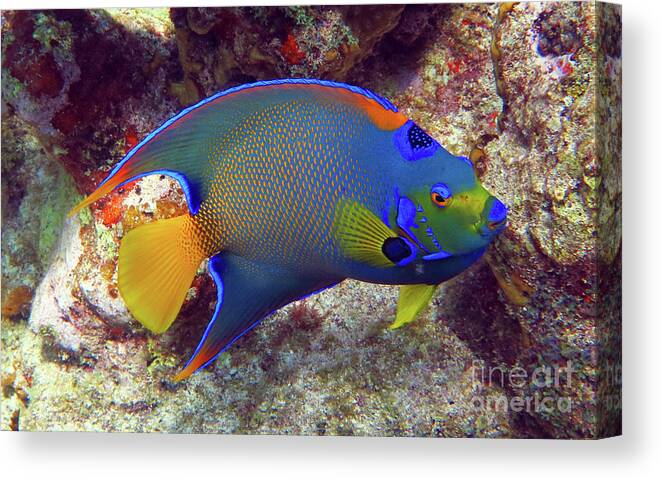 Underwater Canvas Print featuring the photograph Queen Angelfish 1 by Daryl Duda