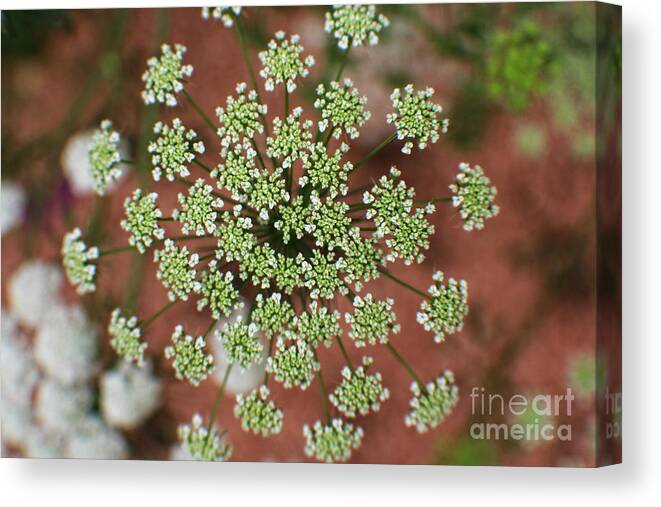 Queen Anne's Lace Canvas Print featuring the photograph Queen Anne's Lace by Ella Kaye Dickey