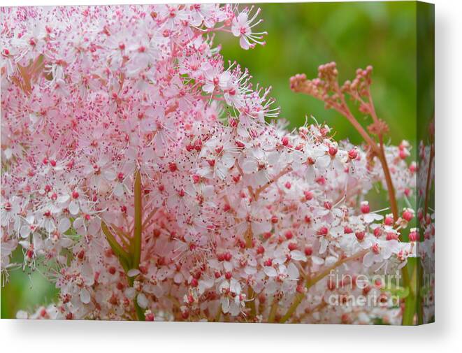 Pink Canvas Print featuring the photograph Queen of the Prairie Nature Art by Robyn King