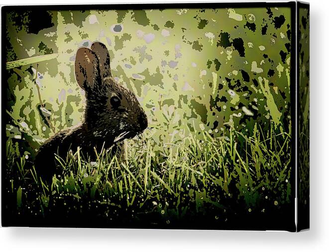 Rabbit Canvas Print featuring the photograph Rabbit In Meadow by Richard Goldman