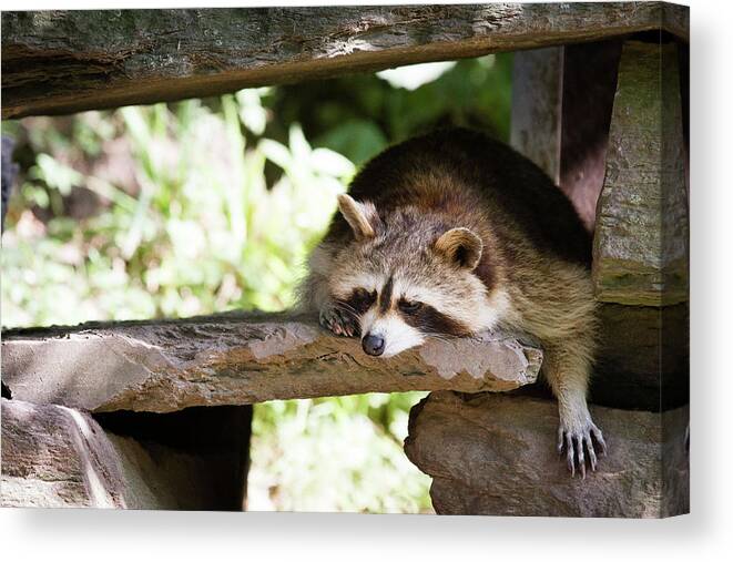 Raccoon Canvas Print featuring the digital art Raccoon by Super Lovely