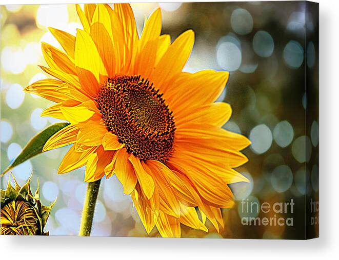 Bright Canvas Print featuring the photograph Radiant Yellow Sunflower by Judy Palkimas