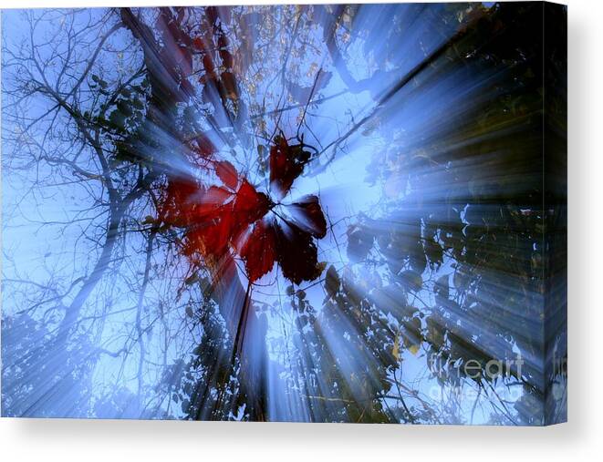 Leaf Canvas Print featuring the photograph Radience by Rick Rauzi