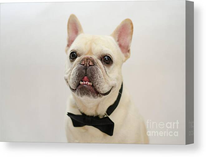 French Bulldog Canvas Print featuring the photograph Raimy 2 by Irina ArchAngelSkaya