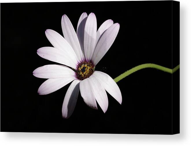 Rain Daisy Flower Dark Background Canvas Print featuring the photograph Rain Daisy on-dark by Ian Sanders