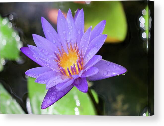 Water Lily Canvas Print featuring the photograph Rain-dropped Waterlily by Mary Anne Delgado