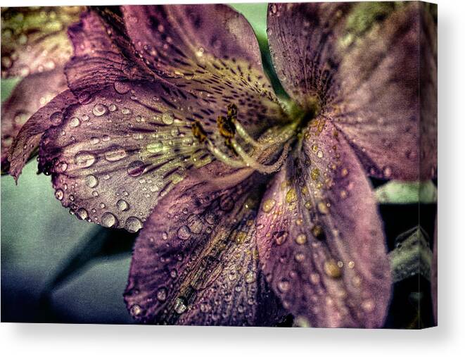 Pink Canvas Print featuring the photograph Rain drops on Lily by Lilia D