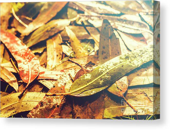 Fall Canvas Print featuring the photograph Rain in fall by Jorgo Photography