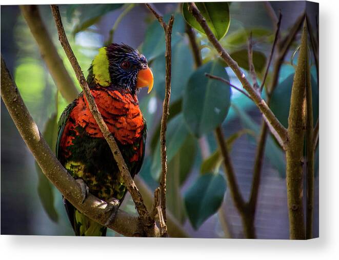 Australian Outback Birds Canvas Print featuring the photograph Rainbow Lorikeet by Donald Pash