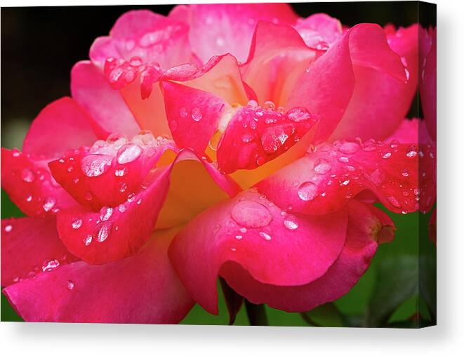 Rose Canvas Print featuring the photograph Rainbow Sorbet Raindrops by Ken Stanback