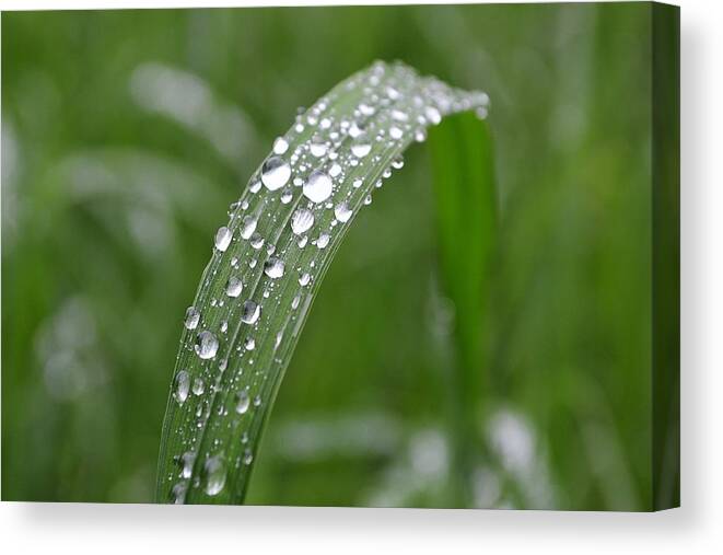 Rain Canvas Print featuring the photograph Raindrops On A Blade Of Grass by Nicole Frederick