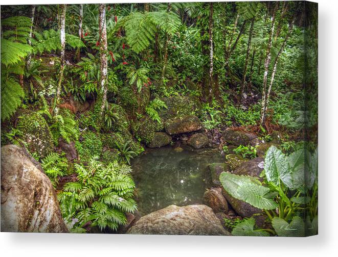 Rainforest Canvas Print featuring the photograph Rainforest Paradise by Hanny Heim