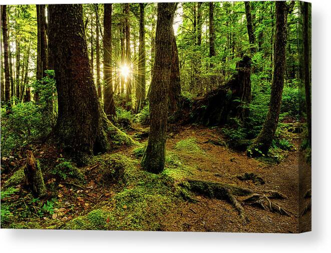 Rainforest Canvas Print featuring the photograph Rainforest Path by Chad Dutson