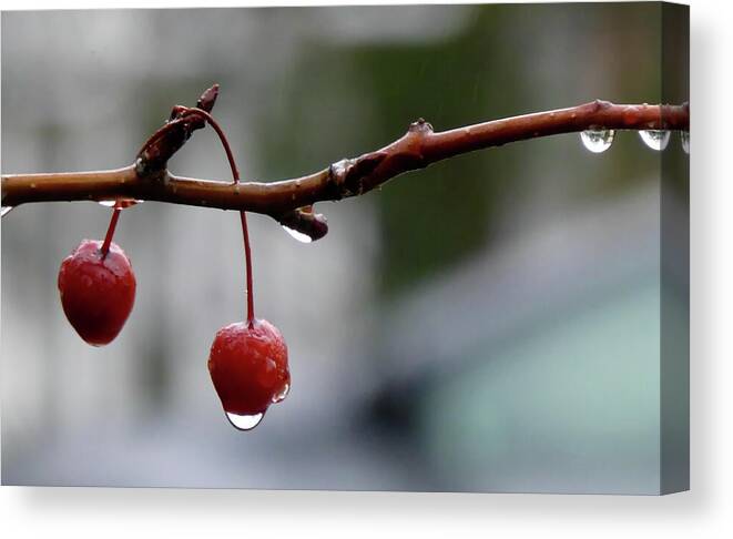 Rain Canvas Print featuring the photograph Rainy Day by Lyuba Filatova