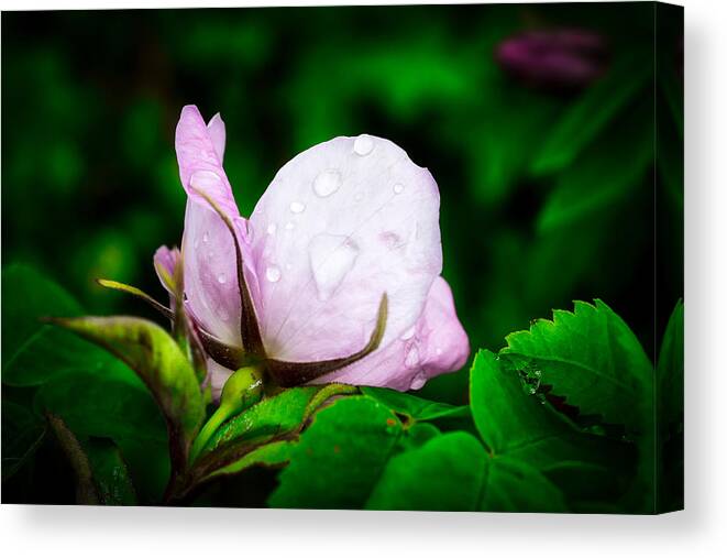 Rose Canvas Print featuring the photograph Rainy Day Rose Number 2 by Cathy Mahnke