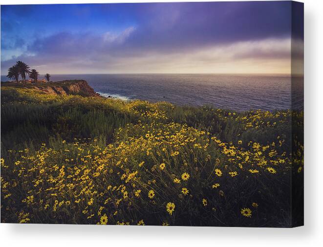 Bloom Canvas Print featuring the photograph Rancho Palos Verdes Super Bloom by Andy Konieczny