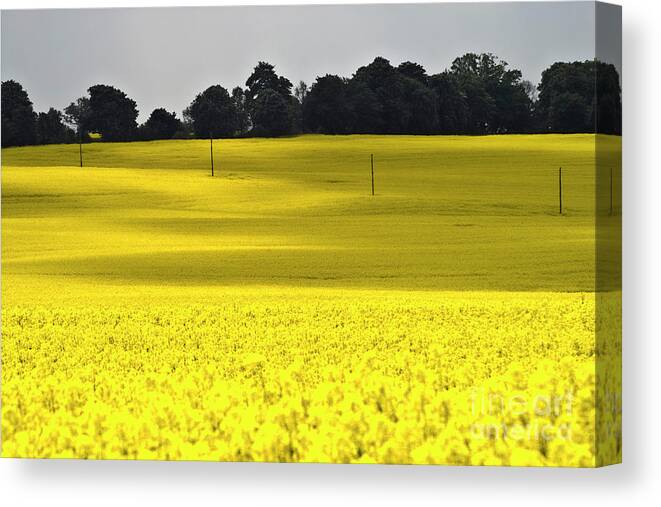 Heiko Canvas Print featuring the photograph Rape Field in East Germany by Heiko Koehrer-Wagner