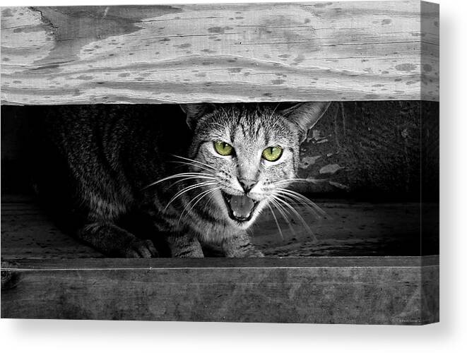Rawr Canvas Print featuring the photograph Rawr by Dark Whimsy