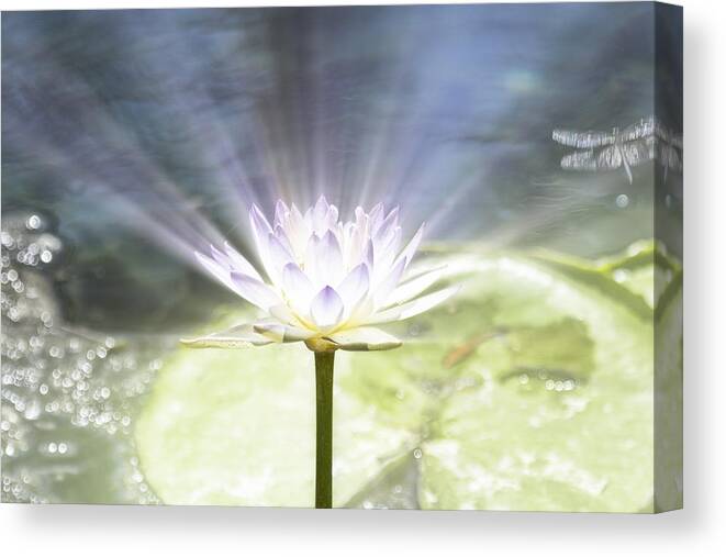 Rays Canvas Print featuring the photograph Rays of Hope by Douglas Barnard