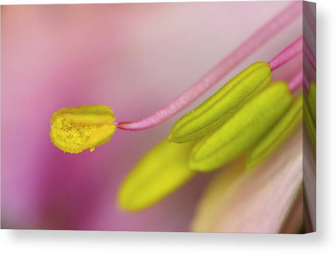 Floral Canvas Print featuring the photograph Reaching Out by Sandra Parlow