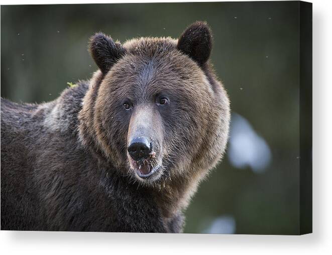 Bear Canvas Print featuring the photograph Up Close to a Grizzly by Bill Cubitt