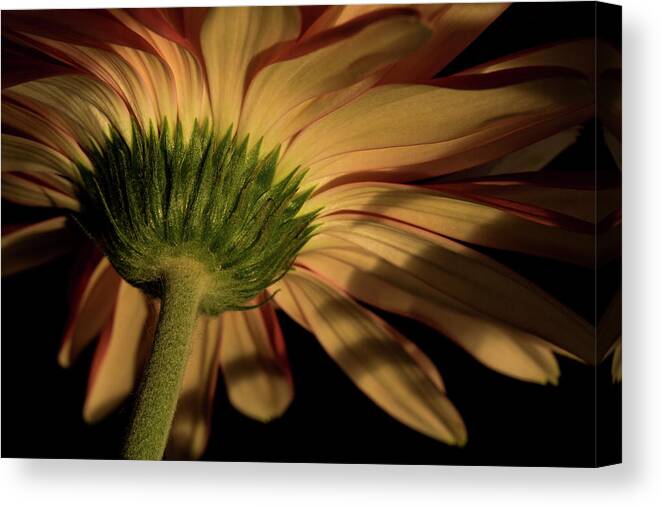 Flower Canvas Print featuring the photograph Rebel by Bob Cournoyer