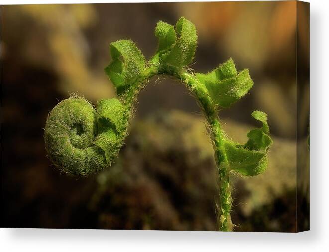 Fern Canvas Print featuring the photograph Rebirth by Mike Eingle