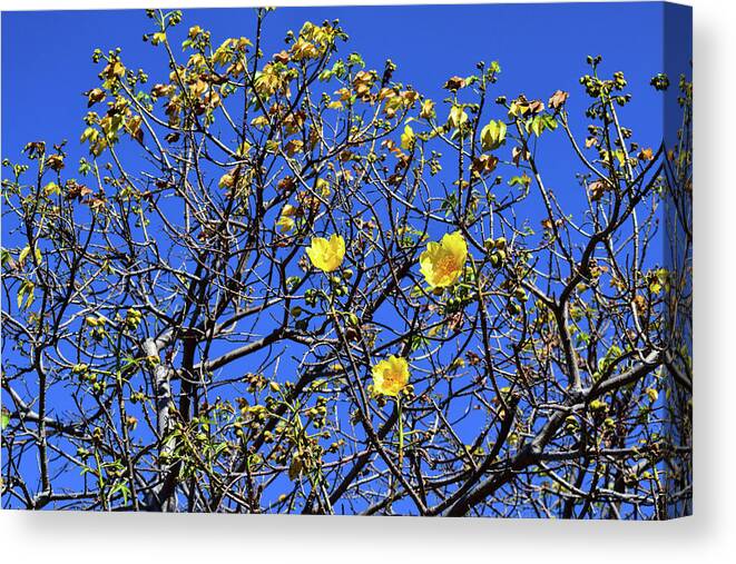 Flower Canvas Print featuring the photograph Rebirth by Nicole Lloyd