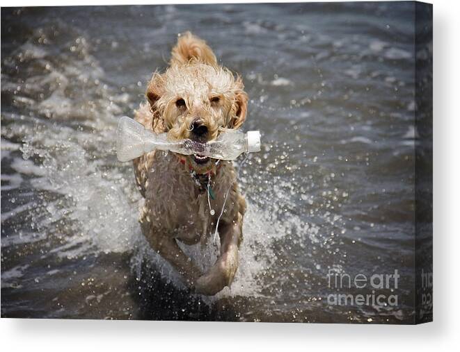 Tashi Canvas Print featuring the photograph Recycle Retriever by Bob Hislop