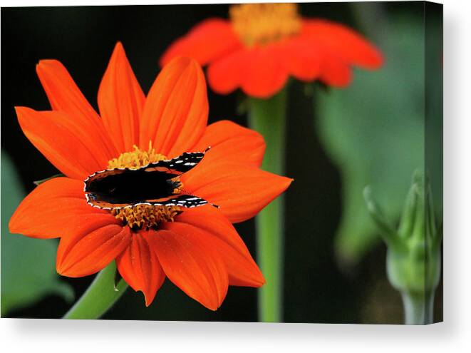 Butterfly Canvas Print featuring the photograph Red Admiral Nectaring On Tithonia by Debbie Oppermann