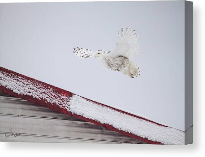Snowy Owl Canvas Print featuring the photograph Red and White by Nancy Coelho