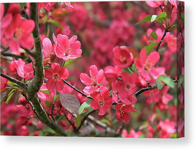 Hovind Canvas Print featuring the photograph Red Apple Blossoms 4 by Scott Hovind