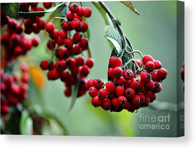 Clay Canvas Print featuring the photograph Red Berries by Clayton Bruster