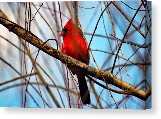 Redbird Canvas Print featuring the photograph Red Bird Sitting Patiently by DB Hayes