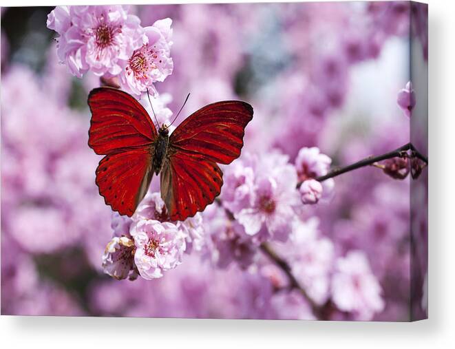 Red Canvas Print featuring the photograph Red butterfly on plum blossom branch by Garry Gay