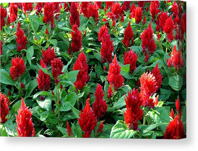 Red Celosia Canvas Print featuring the photograph Red Celosia Garden by Glenn McCarthy Art and Photography