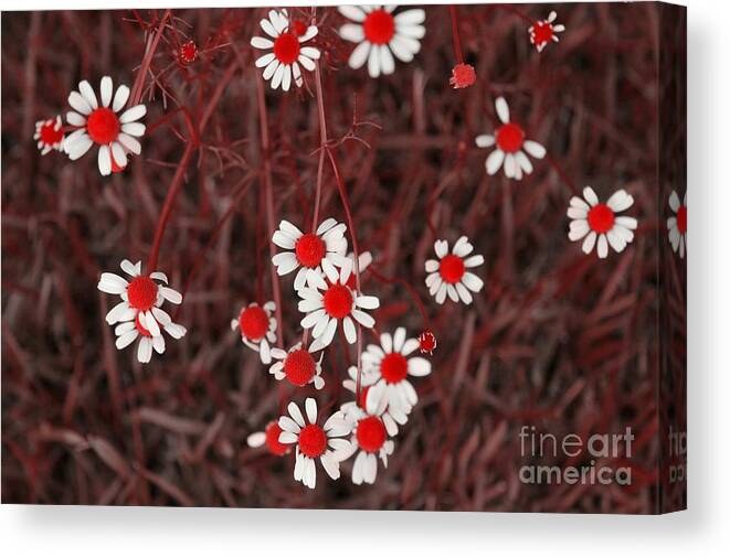 Chamomile Canvas Print featuring the photograph Red Chamomile by Rachel Hannah