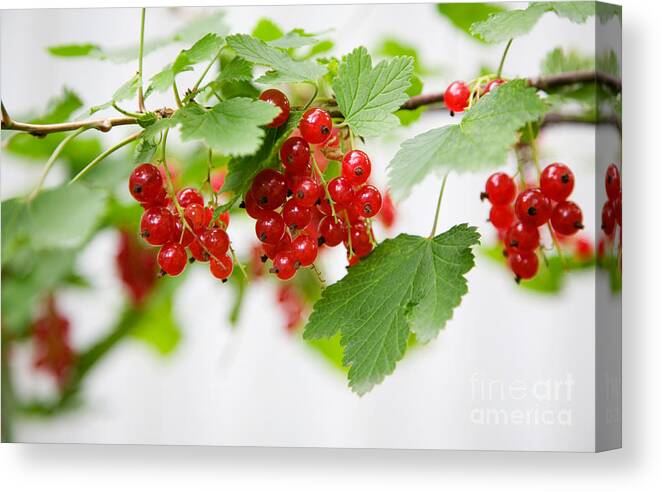 Red Currant Canvas Print featuring the photograph Red Currant by Kati Finell