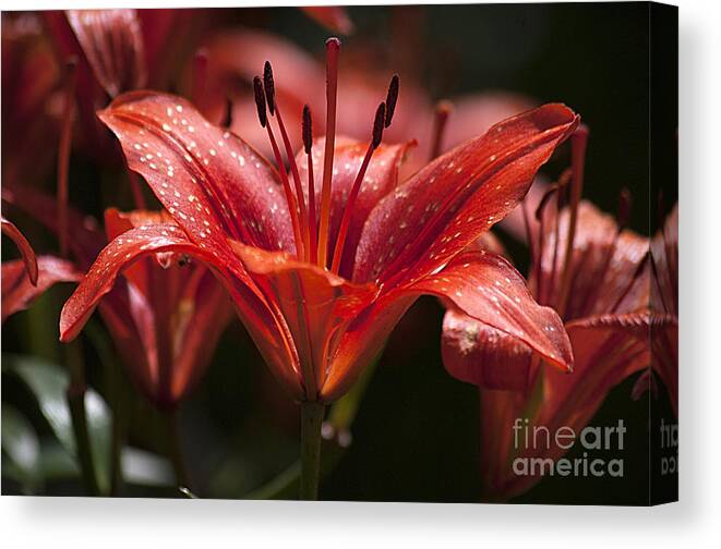 Red Canvas Print featuring the photograph Red Day Lily 20120615_52a by Tina Hopkins