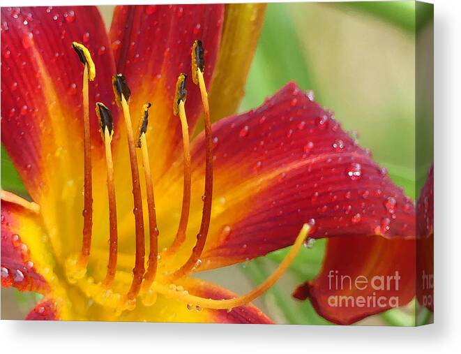 Daylily Canvas Print featuring the photograph Red Daylily with Morning Dew by Amy Dundon