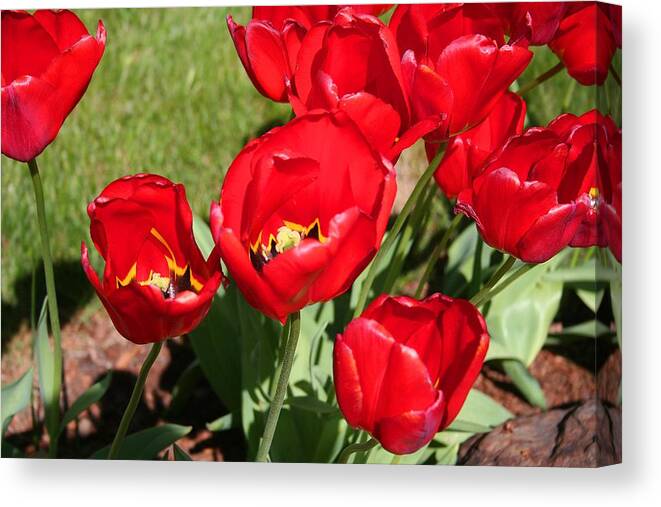Tulips Canvas Print featuring the photograph Red delicious Tulips by Mary Gaines