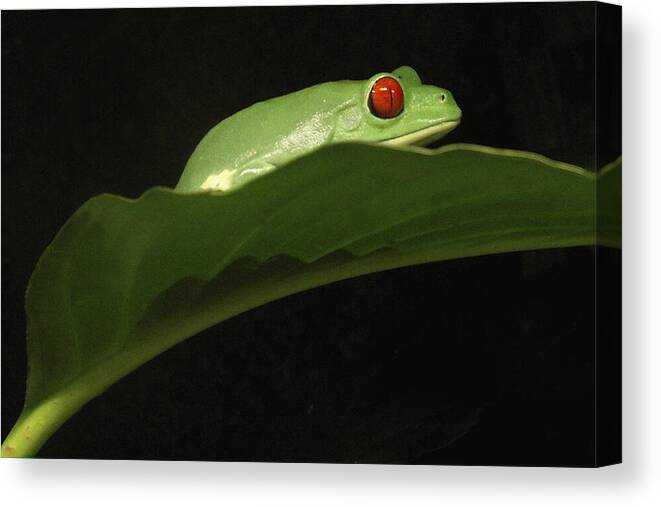 Frog Canvas Print featuring the photograph Red Eye Frog by Nancy Griswold