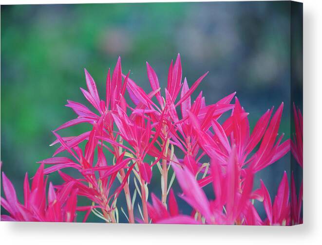 Red Canvas Print featuring the photograph Red Flower in Donegal Ireland by Bill Cannon