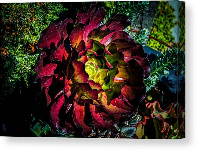 Red Flower Canvas Print featuring the photograph Red flower by Lilia S