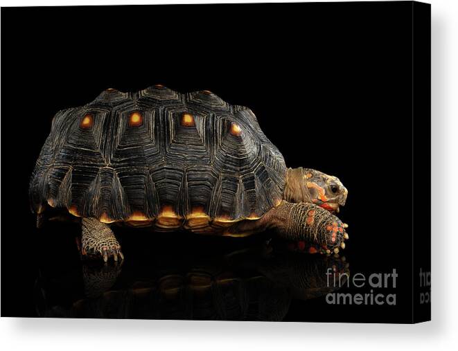 Tortoise Canvas Print featuring the photograph Red-footed tortoise by Sergey Taran