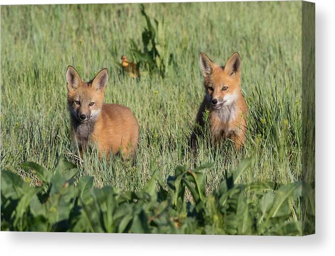 Fox Canvas Print featuring the photograph Red Fox Kits Explore Their New World by Tony Hake